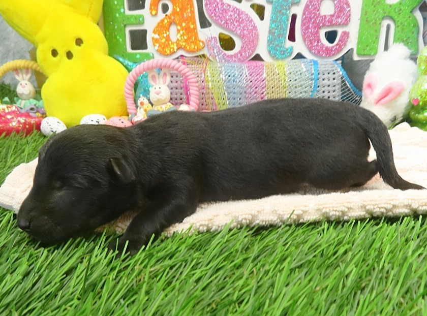 evie 1wk 2