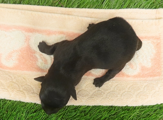 evie 1wk 3