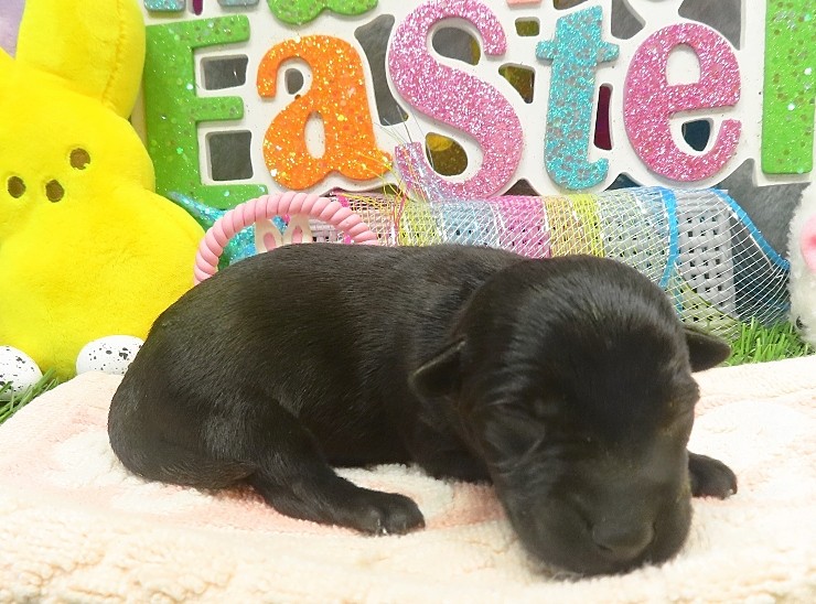 evie 1wk 6