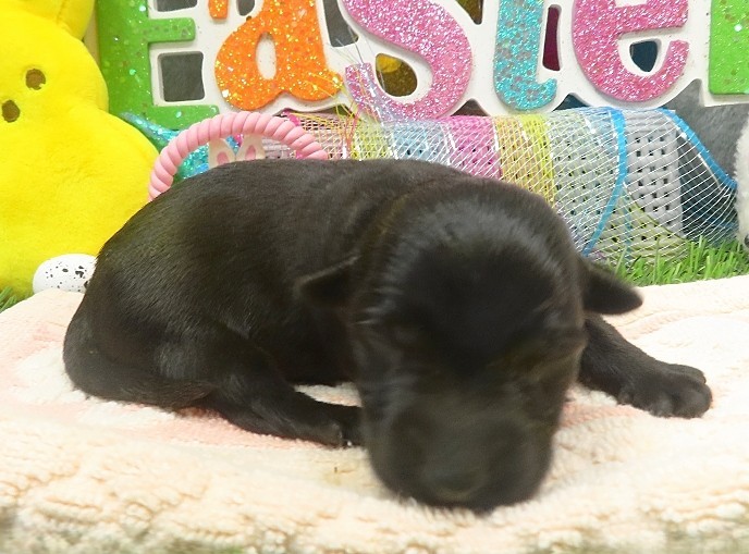 evie 1wk 7