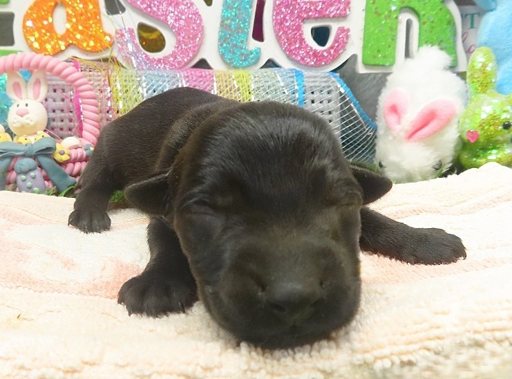 evie 1wk 8