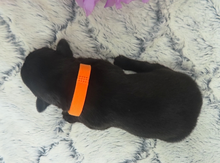 evie 2wk 2