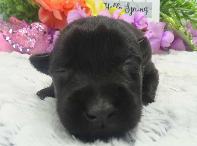 evie 2wk 8