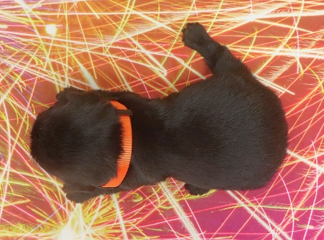 evie 3wk 1