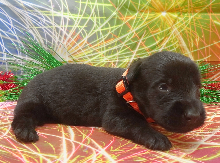 evie 3wk 3