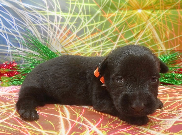 evie 3wk 4