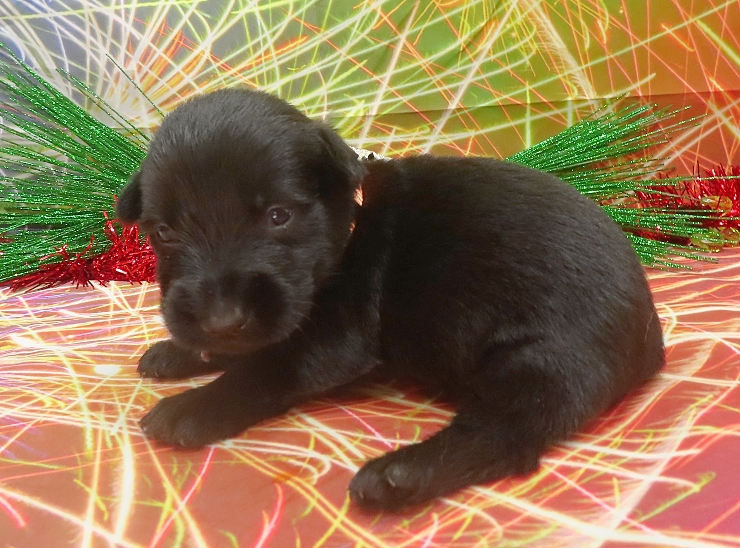 evie 3wk 7