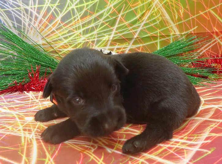 evie 3wk 8