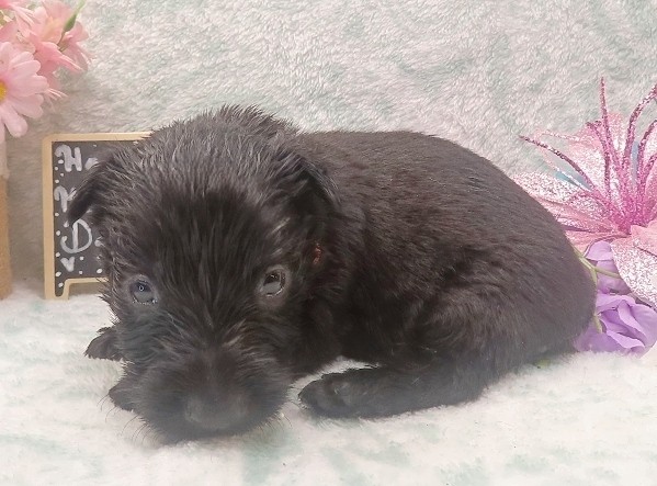 evie 4wk 1