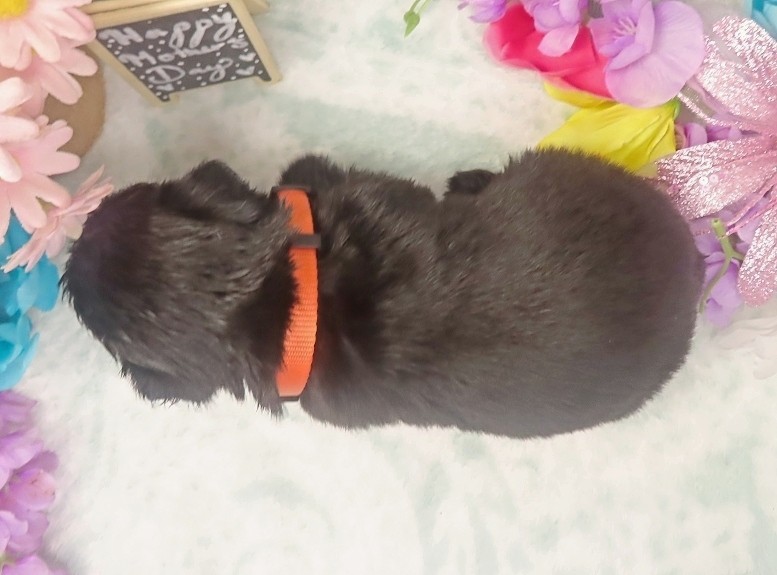 evie 4wk 3