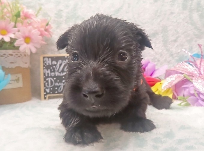 evie 4wk 4
