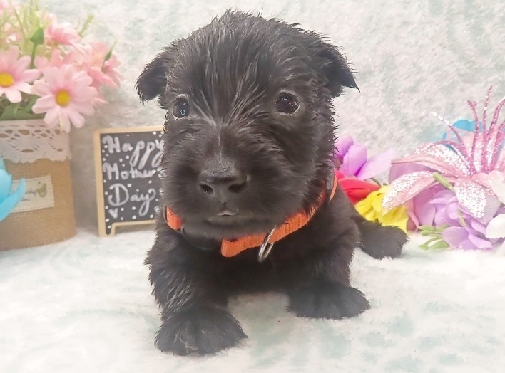 evie 4wk 5