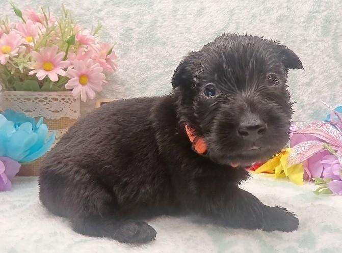 evie 4wk 6