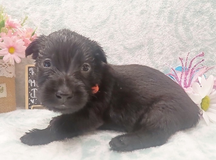 evie 4wk 8