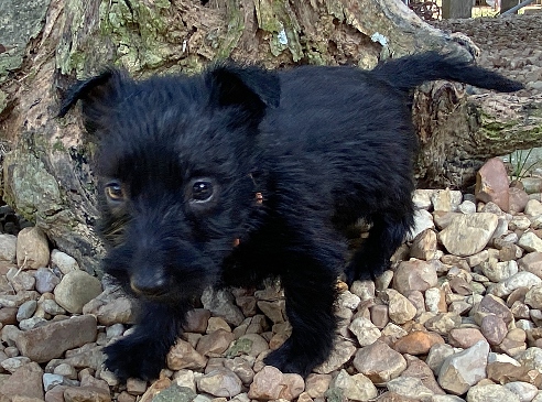 evie 6wk 3