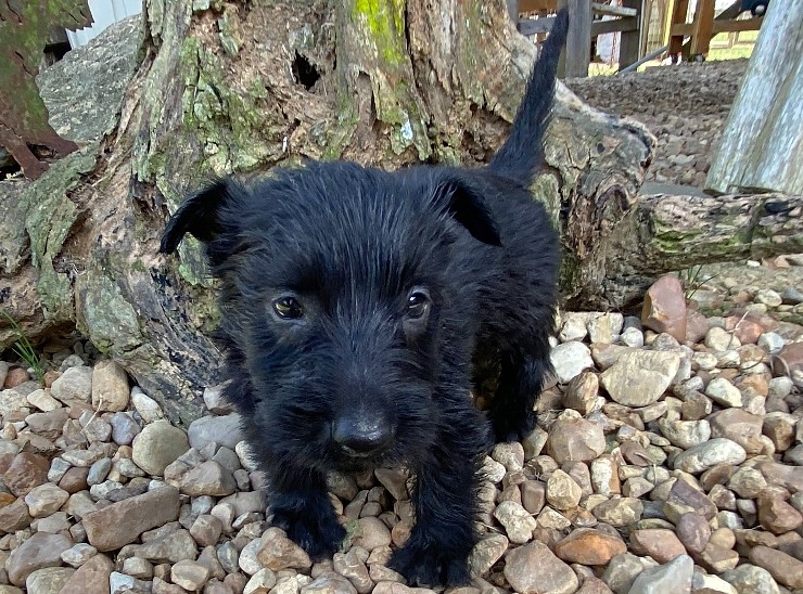 evie 6wk 4