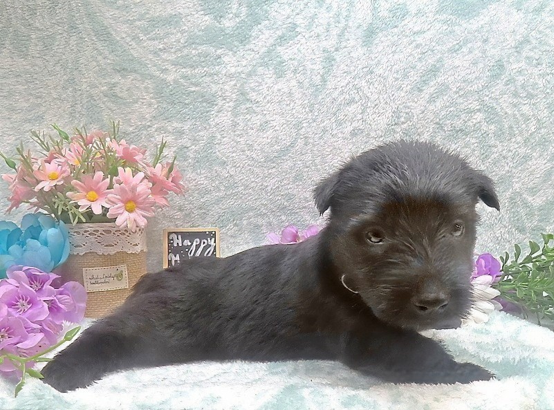 ramsey 5wk 1