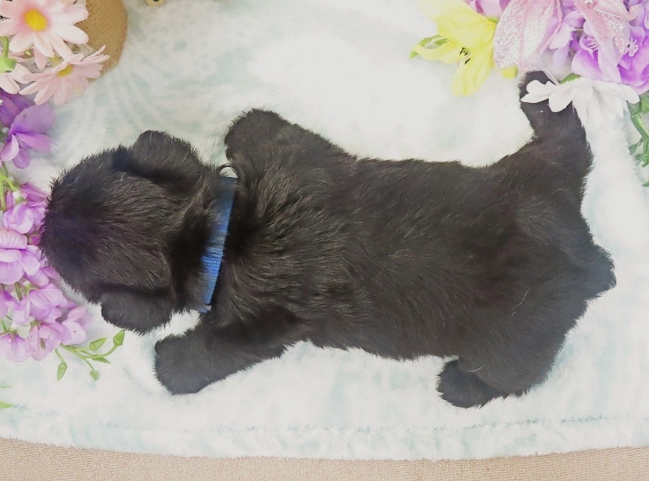 ramsey 5wk 3
