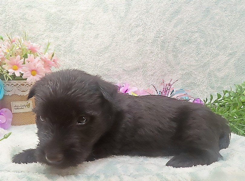 ramsey 5wk 4