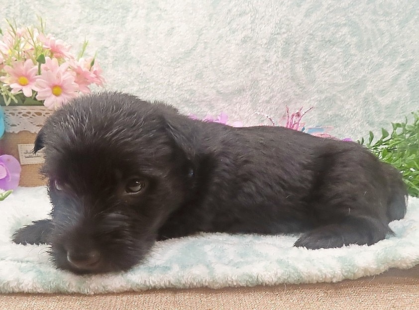 ramsey 5wk 5