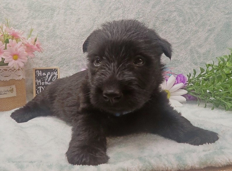 ramsey 5wk 7