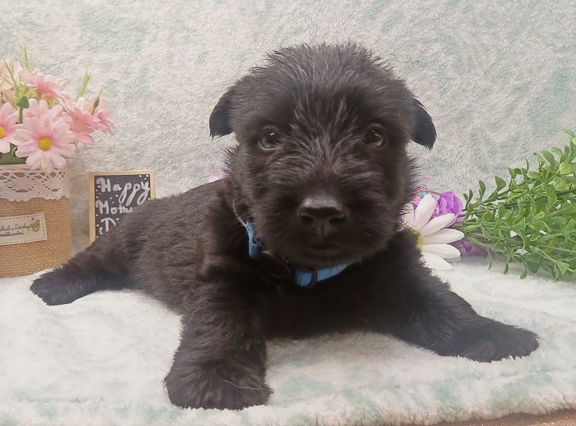 ramsey 5wk 8
