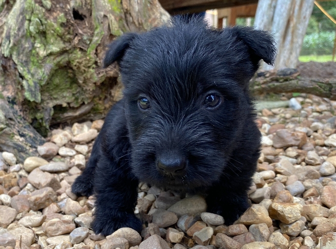 ramsey 6wk 1