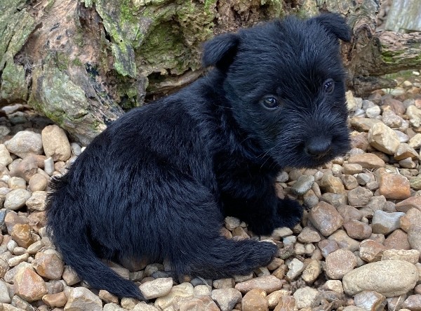 ramsey 6wk 8
