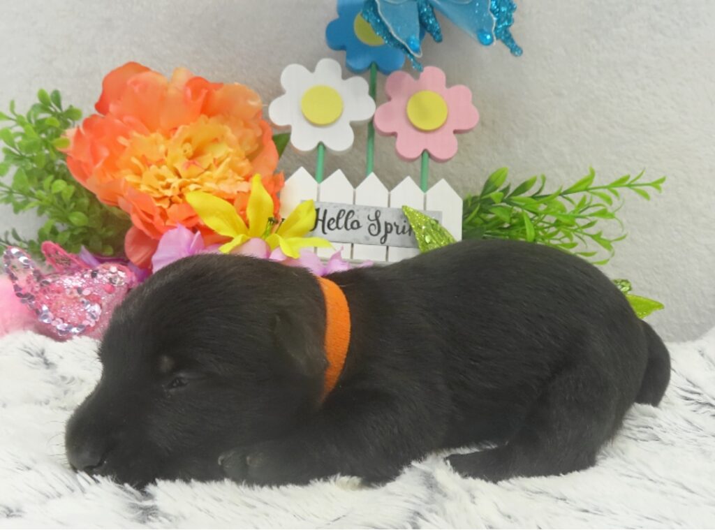 reeses 3wk 1