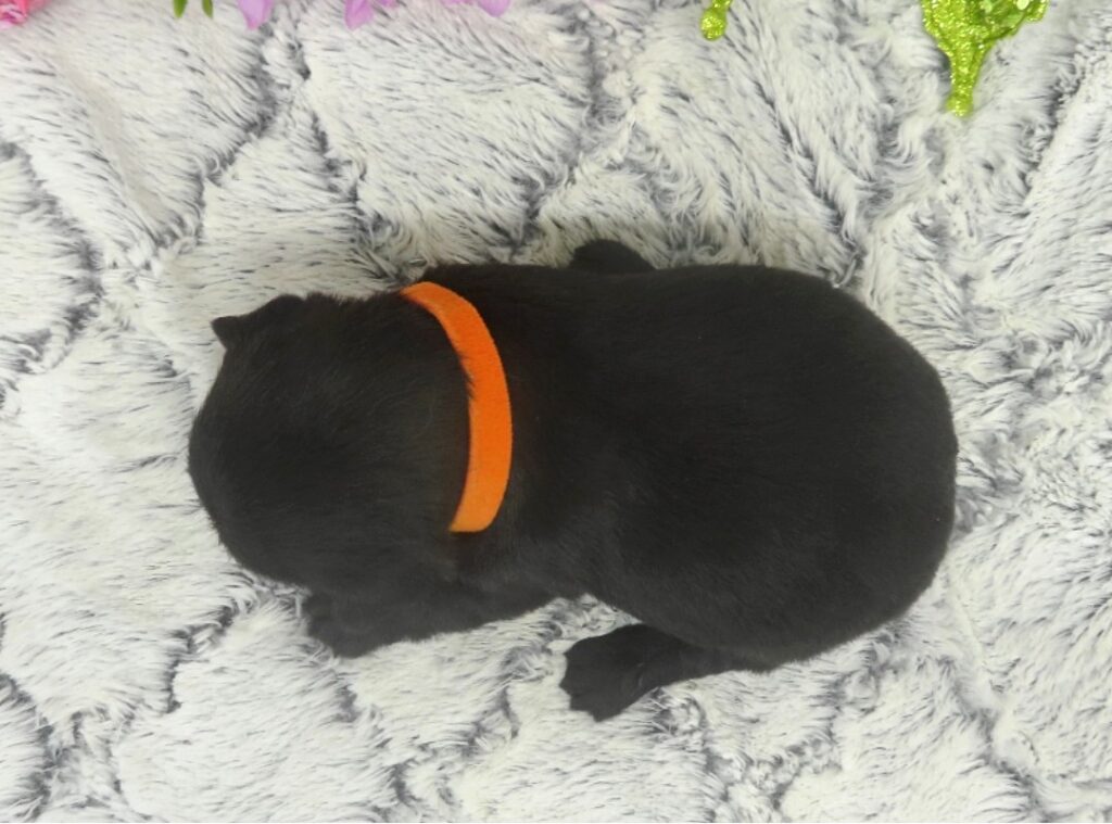 reeses 3wk 2
