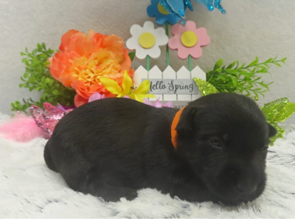 reeses 3wk 4