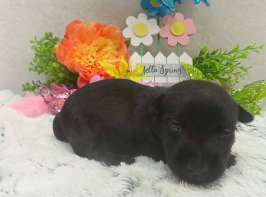 reeses 3wk 5
