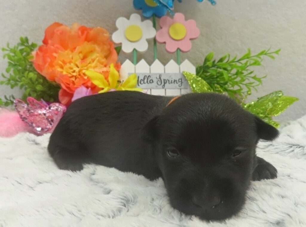 reeses 3wk 6