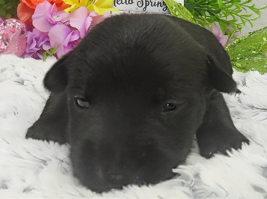 reeses 3wk 8