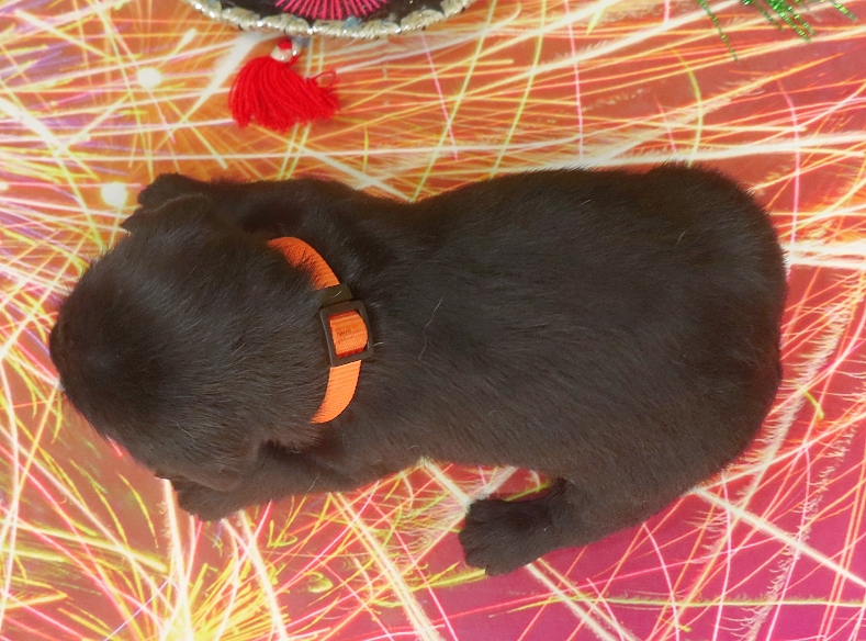 reeses 4wk 2