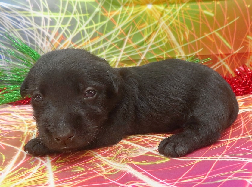 reeses 4wk 3