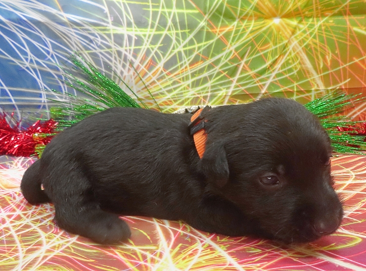 reeses 4wk 5