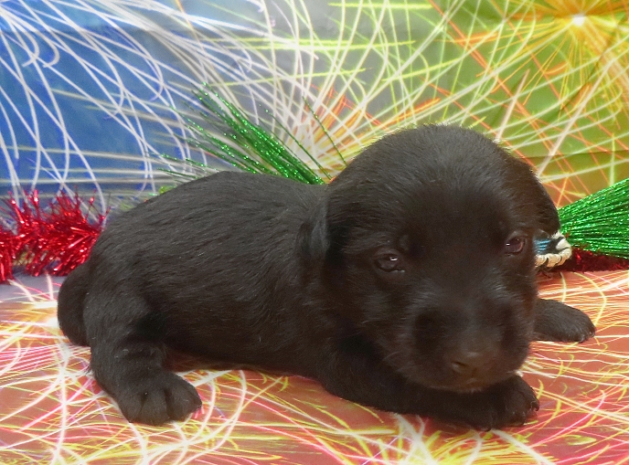 reeses 4wk 6