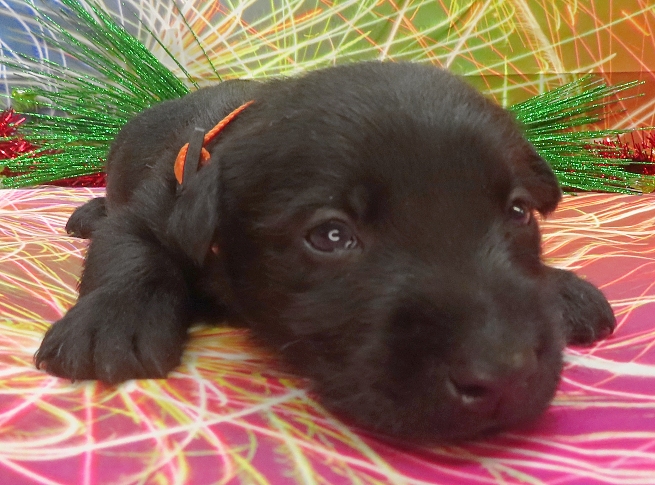 reeses 4wk 7