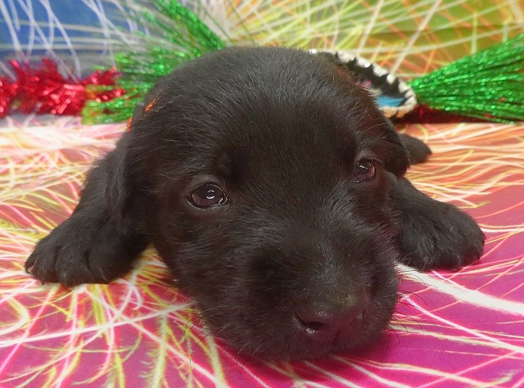 reeses 4wk 8