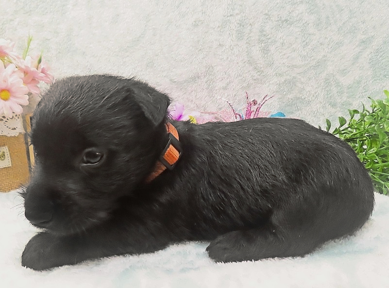 reeses 5wk 1