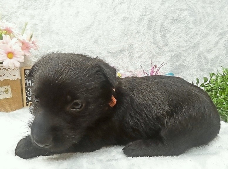reeses 5wk 2