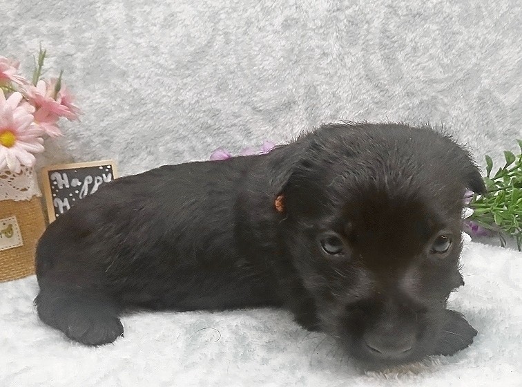 reeses 5wk 3