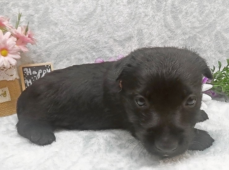 reeses 5wk 4