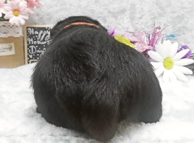 reeses 5wk 5