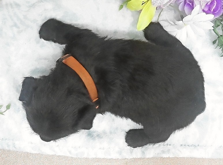 reeses 5wk 6
