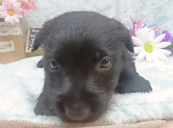 reeses 5wk 7