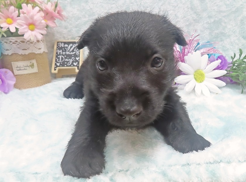 reeses 5wk 8