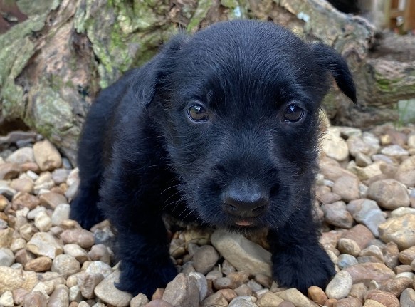 reeses 6wk 1