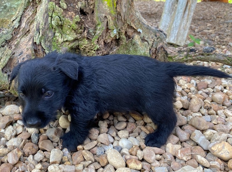 reeses 6wk 2